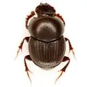 Onthophagus pennsylvanicus - photo 2