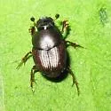 Onthophagus pennsylvanicus - photo 3
