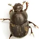 Onthophagus pennsylvanicus - photo 4