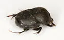Onthophagus pennsylvanicus - photo 5