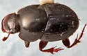 Onthophagus polyphemi - Onthophagus polyphemi