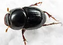 Onthophagus polyphemi - photo 2