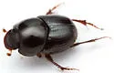 Onthophagus polyphemi - photo 3