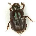 Onthophagus schaefferi - Onthophagus schaefferi