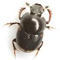 Onthophagus schaefferi - photo 2