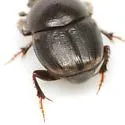 Onthophagus schaefferi - photo 3