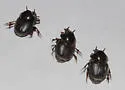Onthophagus striatulus