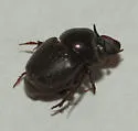 Onthophagus striatulus - photo 2