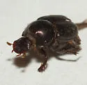 Onthophagus striatulus - photo 3