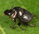 Onthophagus striatulus - photo 4