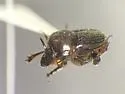 Onthophagus striatulus - photo 5