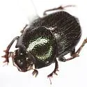 Onthophagus subaeneus - photo 2