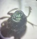 Onthophagus subaeneus - photo 3