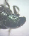 Onthophagus subaeneus - photo 4