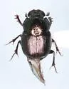 Onthophagus subaeneus - photo 5