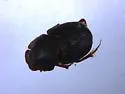 Onthophagus subopacus - Onthophagus subopacus