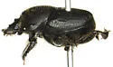 Onthophagus subopacus - photo 3
