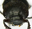 Onthophagus subopacus - photo 4