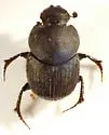 Onthophagus subopacus - photo 5