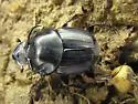 Bull Headed Dung Beetle - photo 2