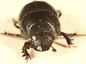 Bull Headed Dung Beetle - photo 3