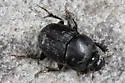 Bull Headed Dung Beetle - photo 4