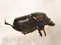 Bull Headed Dung Beetle - photo 5