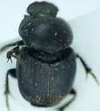 Onthophagus tuberculifrons - photo 2