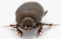 Onthophagus tuberculifrons - photo 3