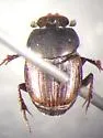 Onthophagus tuberculifrons - photo 4