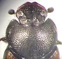 Onthophagus tuberculifrons - photo 5