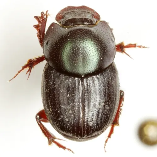 Onthophagus velutinus