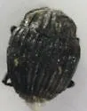 Onthophilus alternatus