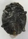 Onthophilus alternatus - photo 2