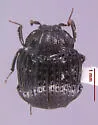 Onthophilus alternatus - photo 3