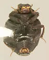 Onthophilus alternatus - photo 4