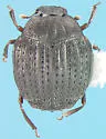 Onthophilus deflectus