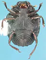 Onthophilus deflectus - photo 2