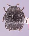 Onthophilus deflectus - photo 4