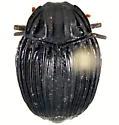 Onthophilus giganteus