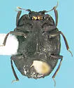 Onthophilus intermixtus - photo 2