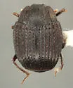 Onthophilus lecontei