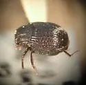 Onthophilus lecontei - photo 2