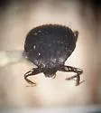 Onthophilus lecontei - photo 3