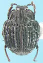 Onthophilus nodatus