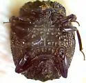 Onthophilus nodatus - photo 4