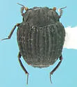 Onthophilus pluricostatus