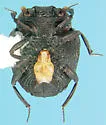 Onthophilus pluricostatus - photo 2