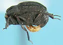 Onthophilus pluricostatus - photo 3