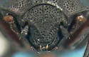 Onthophilus pluricostatus - photo 4
